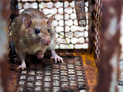 这只老鼠在笼子里捉住一只老鼠图片