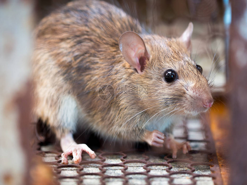 肮脏的老鼠将疾病传染给人类图片