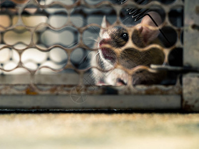 老鼠在笼子里抓老鼠的软焦点图片