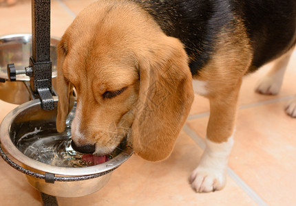 家用金属碗里的狗饮用图片