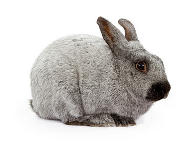 一只灰色和黑色的兔子被白色隔离图片