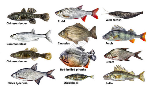 多种不同的鱼群孤图片