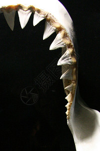 澳大利亚鲨鱼牙齿图片