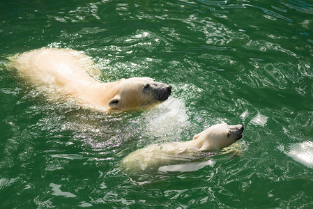 在动物园的白北极熊图片