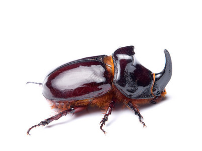 犀牛甲虫或犀牛甲虫是金龟子甲虫Scarabaeidae家族背景图片