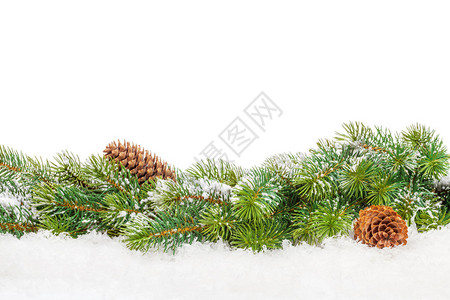 带雪的圣诞fir树白背景与图片