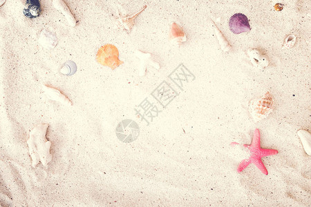 海滩沙子的顶端外观有贝壳和海星夏季背图片