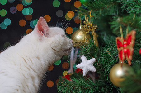 白猫嗅着树上的圣诞装饰品图片