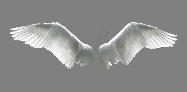 天使翅膀在灰色背景图片