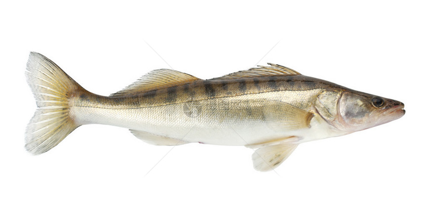 Pike鱼白种图片