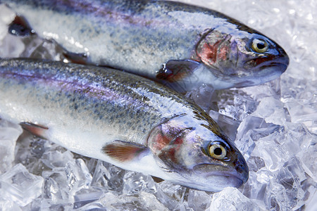 冰上整条新鲜生鳟鱼图片