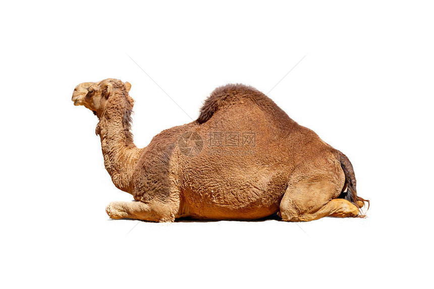 一只阿拉伯骆驼侧面的图片