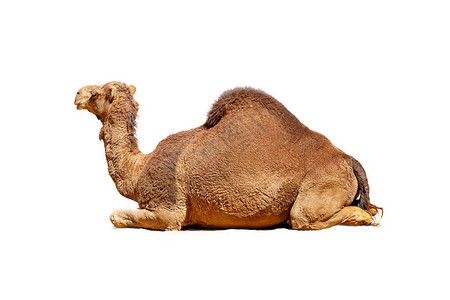 一只阿拉伯骆驼侧面的背景图片
