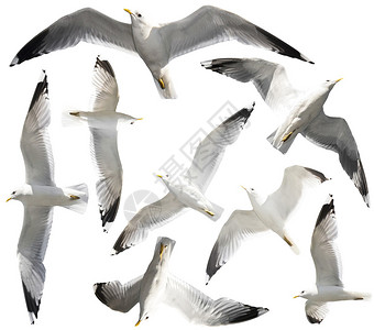 飞翔的海鸥或孤立的白色背景图片