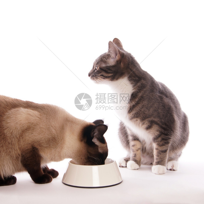 一只头被卡在喂碗里的尖牙猫在小猫等着图片