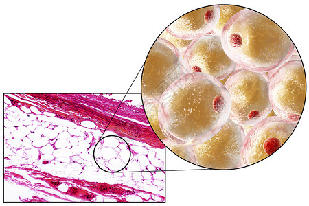 放大100倍脂肪细胞脂肪细胞有大的脂滴图片