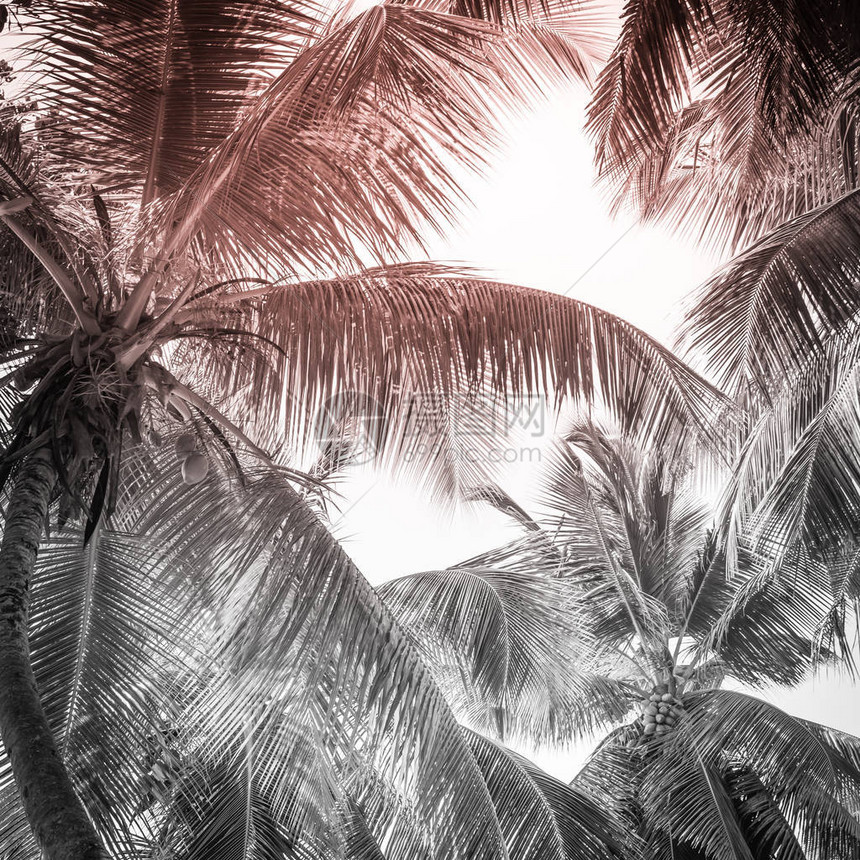 热带海滩上的高棕榈树黑白相间图片