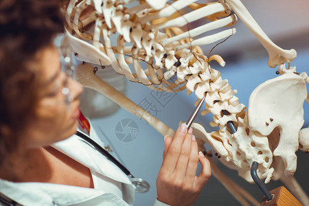 使用人体骨架模型教授解图片