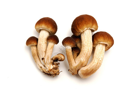 在白色背景上的Pioppino蘑菇背景图片