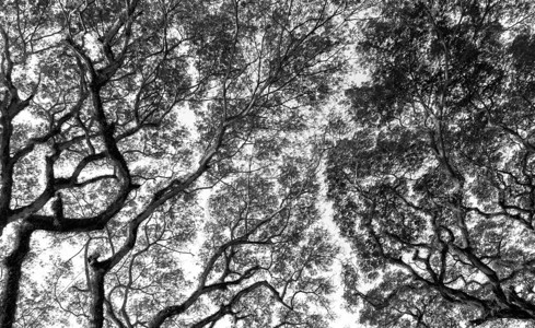 黑白相间的树枝图片