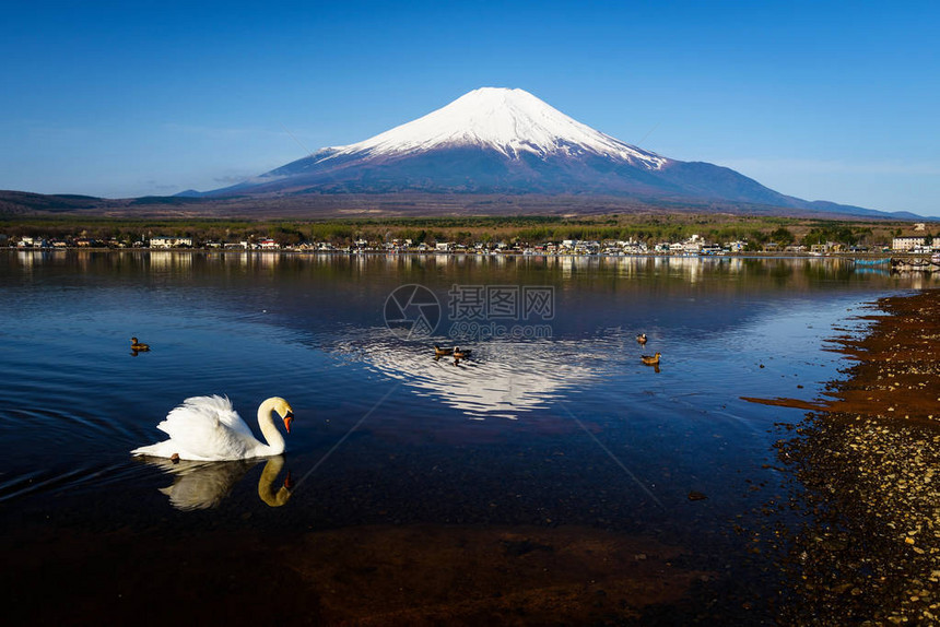 白天鹅在日本亚马纳卡湖与富图片