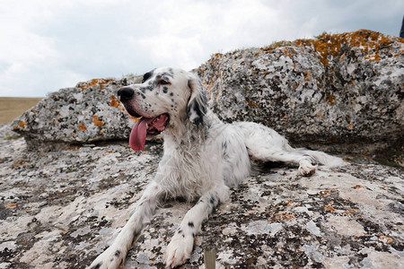 在山上散步的白色塞特犬图片