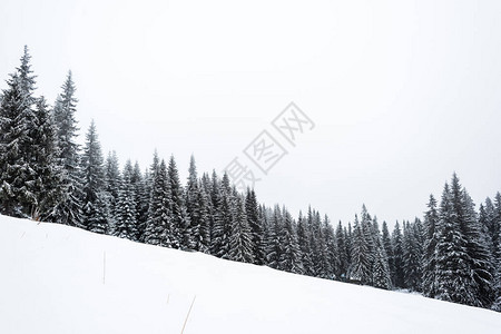 树林覆盖着山上积雪的松树林图片