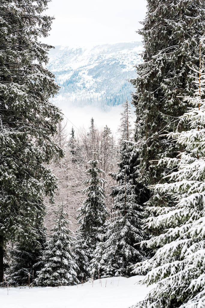 雪山松树美景图片