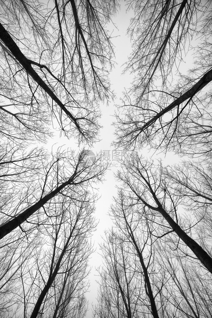 森林树木的黑白图片图片