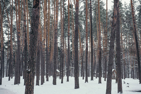 白雪皑的森林中的高棕松树图片