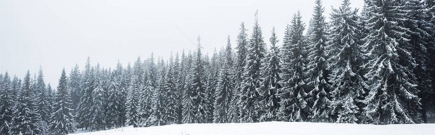 白天空背景下满是雪的松树图片