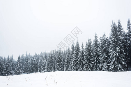 白色天空背景上白雪覆盖的松树林图片