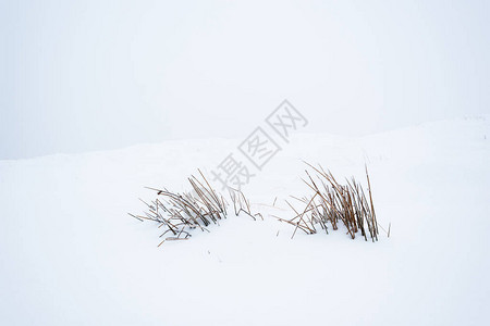 白色纯雪中的山干植物图片