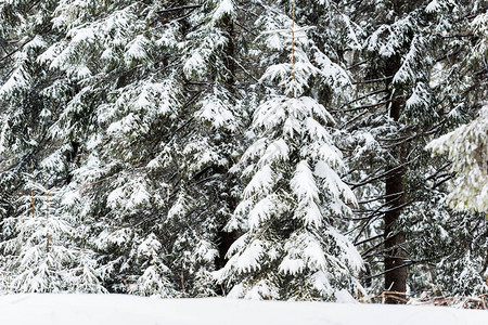 冬天森林里被雪覆盖的松树图片