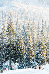 阳光下白雪覆盖的松树美景图片
