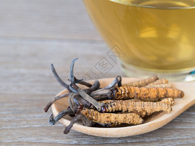 一组冬虫夏草或冬虫夏草背景图片