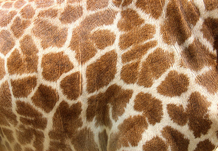长颈鹿的真皮有光图片
