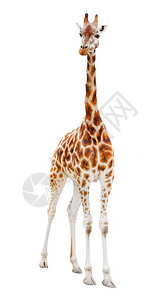 长颈鹿Giraffacamelopardalis被图片