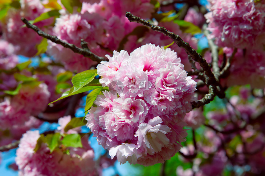 樱花樱花枝美丽柔和的自然背景图片