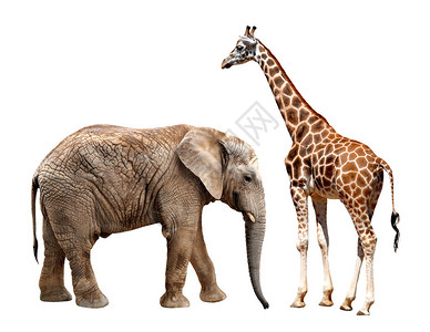 长颈鹿与大象隔离在白色图片
