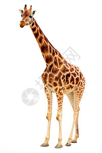 长颈鹿Giraffacamelopardalis被图片