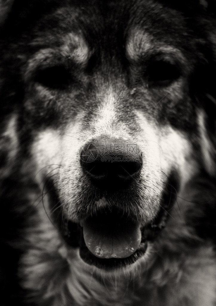 抽象黑白高对比度狗肖像图片
