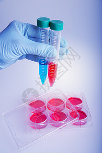 用于进行荧光分析的细胞培养科研用的塑料图片