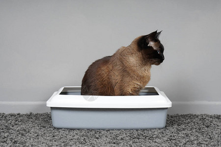 坐在猫厕所或猫垃圾箱高清图片
