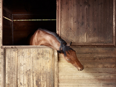 骑术学校马厩里的英国纯种马图片