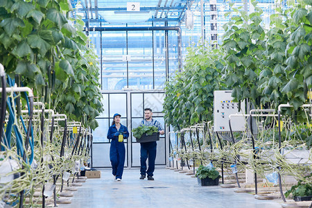 现代工业农场温室蔬菜行间走两名现代种植园工人的全长肖图片