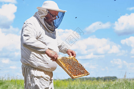 成熟养蜂人在户外养蜂场采蜜时手持蜂巢的侧视肖图片