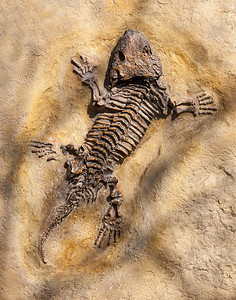 在黄色石背景的古老蜥蜴化石图片