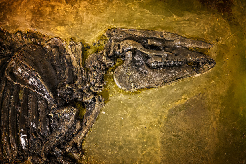 史前化石背景图片