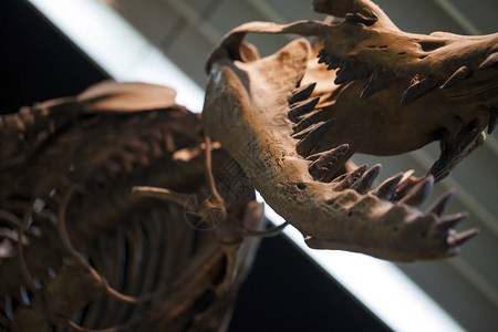 史前骨骼恐龙化石图片